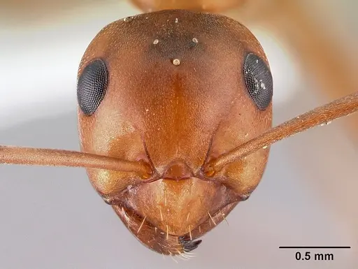 Formica postoculata specimen CASENT0179610 image casent0179610_2