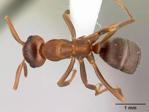 Formica postoculata specimen CASENT0179614 image casent0179614_1