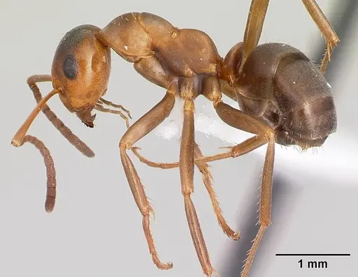 Formica postoculata specimen CASENT0179614 image casent0179614_3