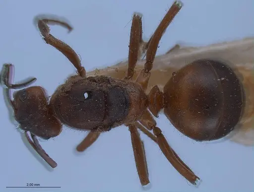 Formica pratensis specimen ANTWEB1008390 image antweb1008390_2