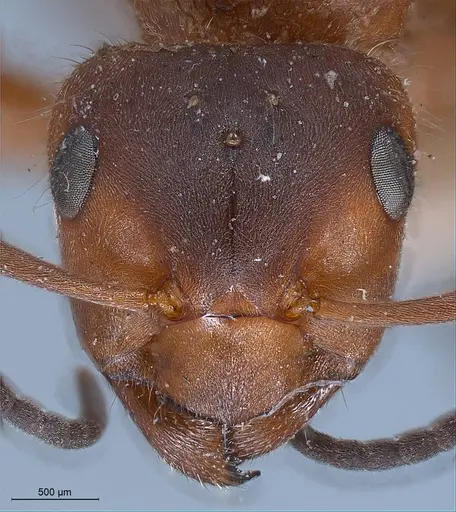 Formica pratensis specimen ANTWEB1008390 image antweb1008390_3