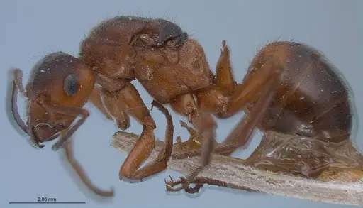 Formica pratensis specimen ANTWEB1008390 image antweb1008390_4