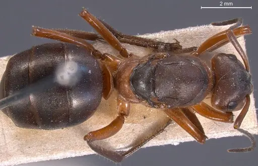 Formica pratensis specimen ANTWEB1008391 image antweb1008391_1