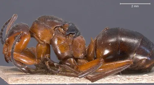 Formica pratensis specimen ANTWEB1008391 image antweb1008391_5