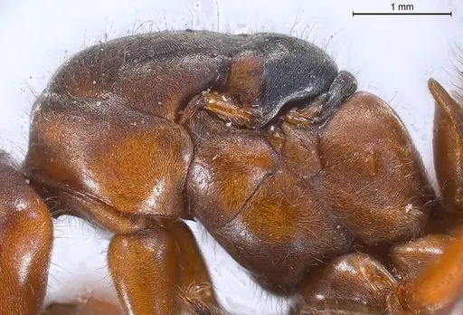 Formica pratensis specimen ANTWEB1008391 image antweb1008391_6