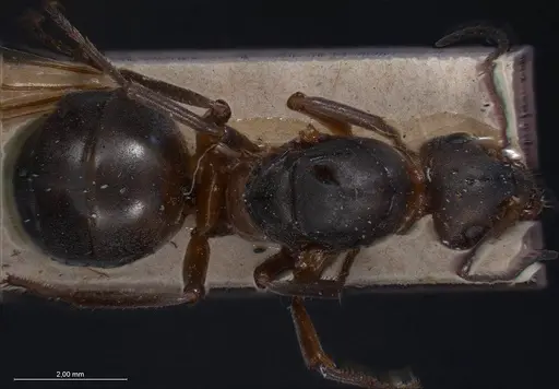 Formica pratensis specimen ANTWEB1008401 image antweb1008401_2