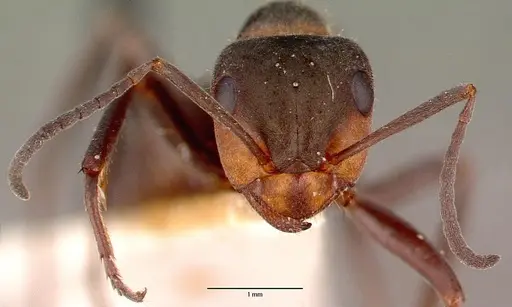 Formica pratensis specimen CASENT0010647 image casent0010647_2