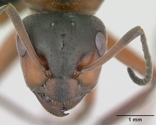 Formica pratensis specimen CASENT0173141 image casent0173141_2