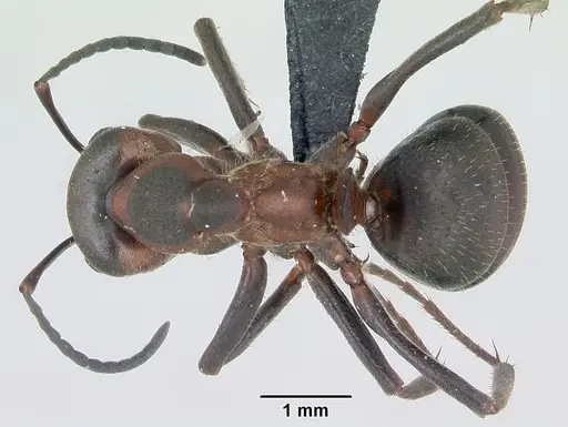 Formica pratensis specimen CASENT0173142 image casent0173142_1