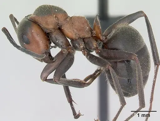 Formica pratensis specimen CASENT0173142 image casent0173142_3