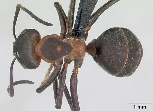 Formica pratensis specimen CASENT0173148 image casent0173148_1