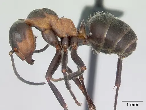Formica pratensis specimen CASENT0173148 image casent0173148_3