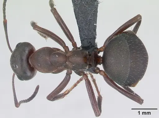 Formica pratensis specimen CASENT0173861 image casent0173861_1
