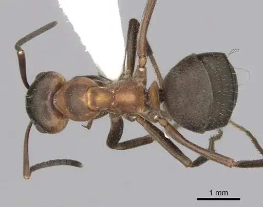 Formica pratensis specimen CASENT0280409 image casent0280409_1