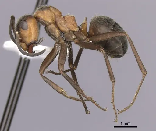 Formica pratensis specimen CASENT0280409 image casent0280409_3