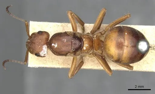 Formica pratensis specimen CASENT0915374 image casent0915374_1