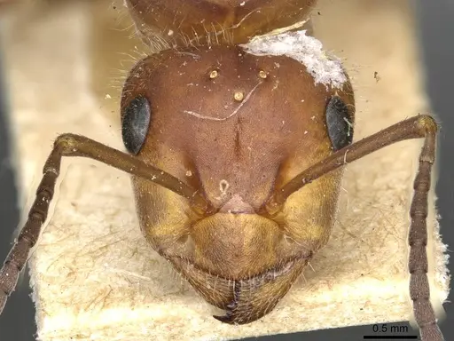 Formica pratensis specimen CASENT0915374 image casent0915374_2