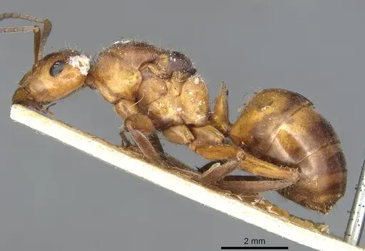 Formica pratensis specimen CASENT0915374 image casent0915374_3