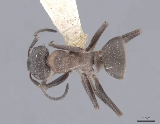 Formica pratensis specimen FMNHINS0000046390 image fmnhins0000046390_1