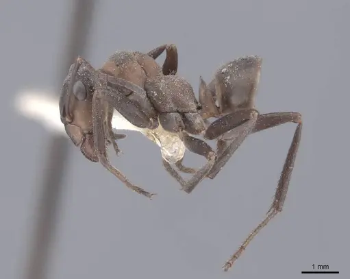 Formica pratensis specimen FMNHINS0000046390 image fmnhins0000046390_3