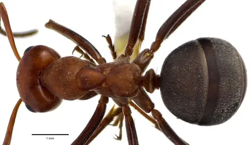 Formica prociliata specimen ANTWEB1041636 image antweb1041636_1