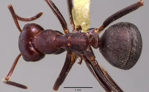 Formica prociliata specimen ANTWEB1041652 image antweb1041652_1