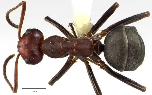 Formica prociliata specimen ANTWEB1041661 image antweb1041661_1