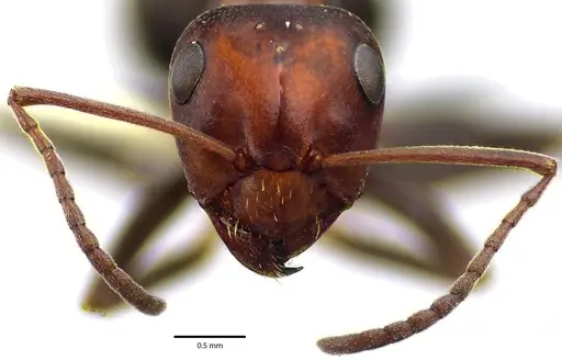 Formica prociliata specimen ANTWEB1041661 image antweb1041661_2