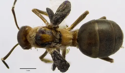 Formica prociliata specimen ANTWEB1041664 image antweb1041664_1
