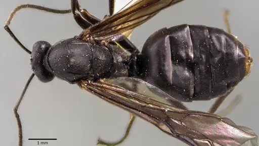Formica prociliata specimen ANTWEB1041798 image antweb1041798_1