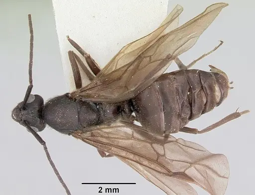 Formica prociliata specimen CASENT0103376 image casent0103376_1