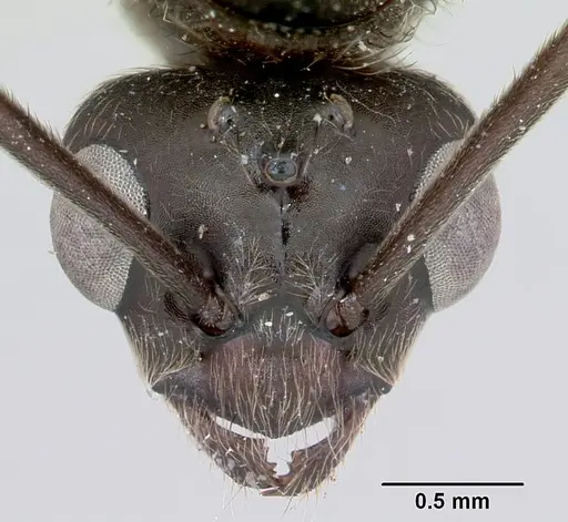 Formica prociliata specimen CASENT0103376 image casent0103376_2