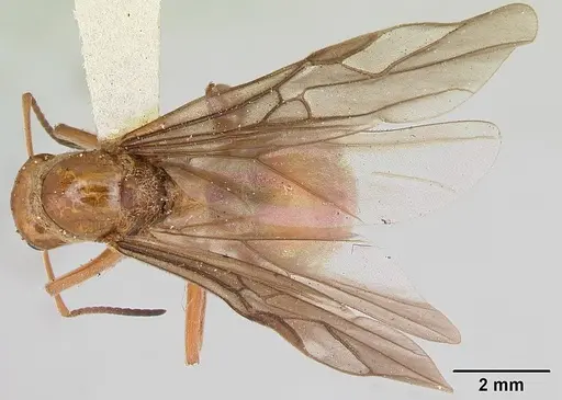 Formica prociliata specimen CASENT0103378 image casent0103378_1