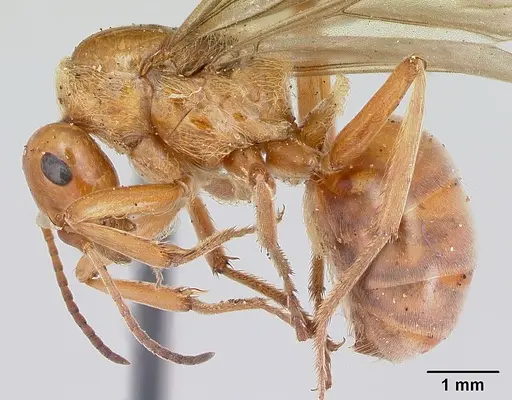 Formica prociliata specimen CASENT0103378 image casent0103378_3