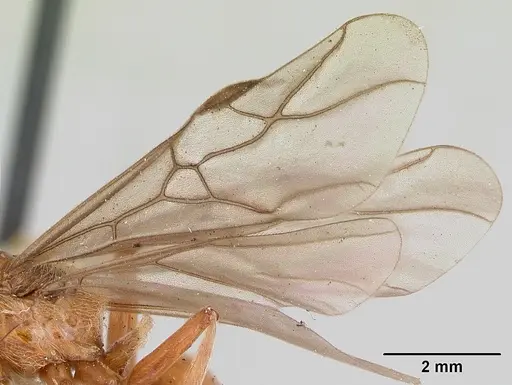 Formica prociliata specimen CASENT0103378 image casent0103378_4