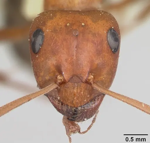 Formica prociliata specimen CASENT0103379 image casent0103379_2