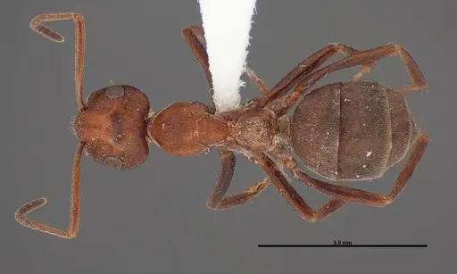 Formica prociliata specimen FMNHINS0000062714 image fmnhins0000062714_1
