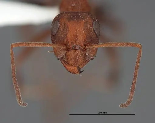 Formica prociliata specimen FMNHINS0000062714 image fmnhins0000062714_2