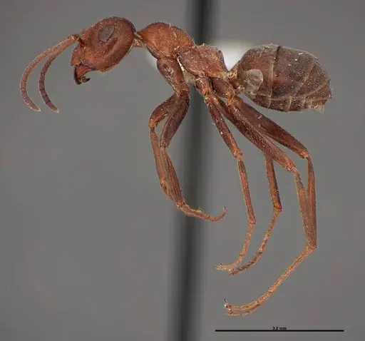 Formica prociliata specimen FMNHINS0000062714 image fmnhins0000062714_3