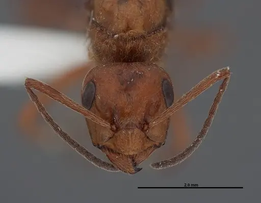 Formica prociliata specimen FMNHINS0000062715 image fmnhins0000062715_2