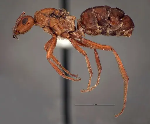 Formica prociliata specimen FMNHINS0000062715 image fmnhins0000062715_3