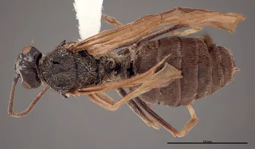 Formica prociliata specimen FMNHINS0000062716 image fmnhins0000062716_1