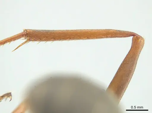 Formica propinqua specimen CASENT0649739 image casent0649739_3