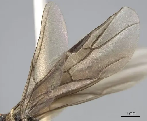 Formica propinqua specimen CASENT0843934 image casent0843934_4