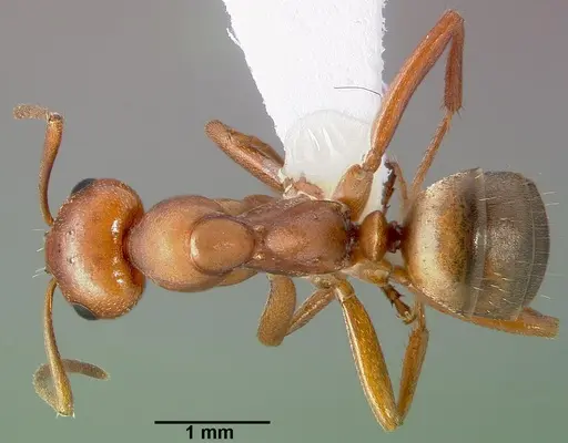 Formica puberula specimen CASENT0005396 image casent0005396_1