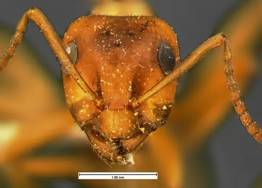 Formica puberula specimen CASENT0105609 image casent0105609_2