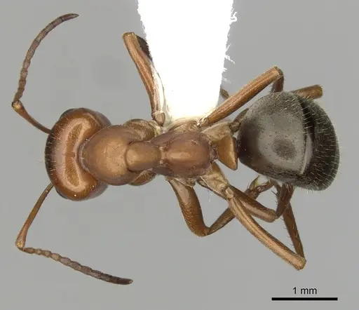 Formica puberula specimen CASENT0280423 image casent0280423_1