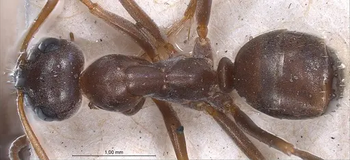 Formica pyrenaea specimen ANTWEB1008420 image antweb1008420_1