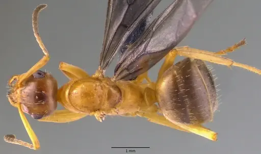 Formica querquetulana specimen ANTWEB1060099 image antweb1060099_1