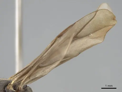 Formica ravida specimen CASENT0843936 image casent0843936_4